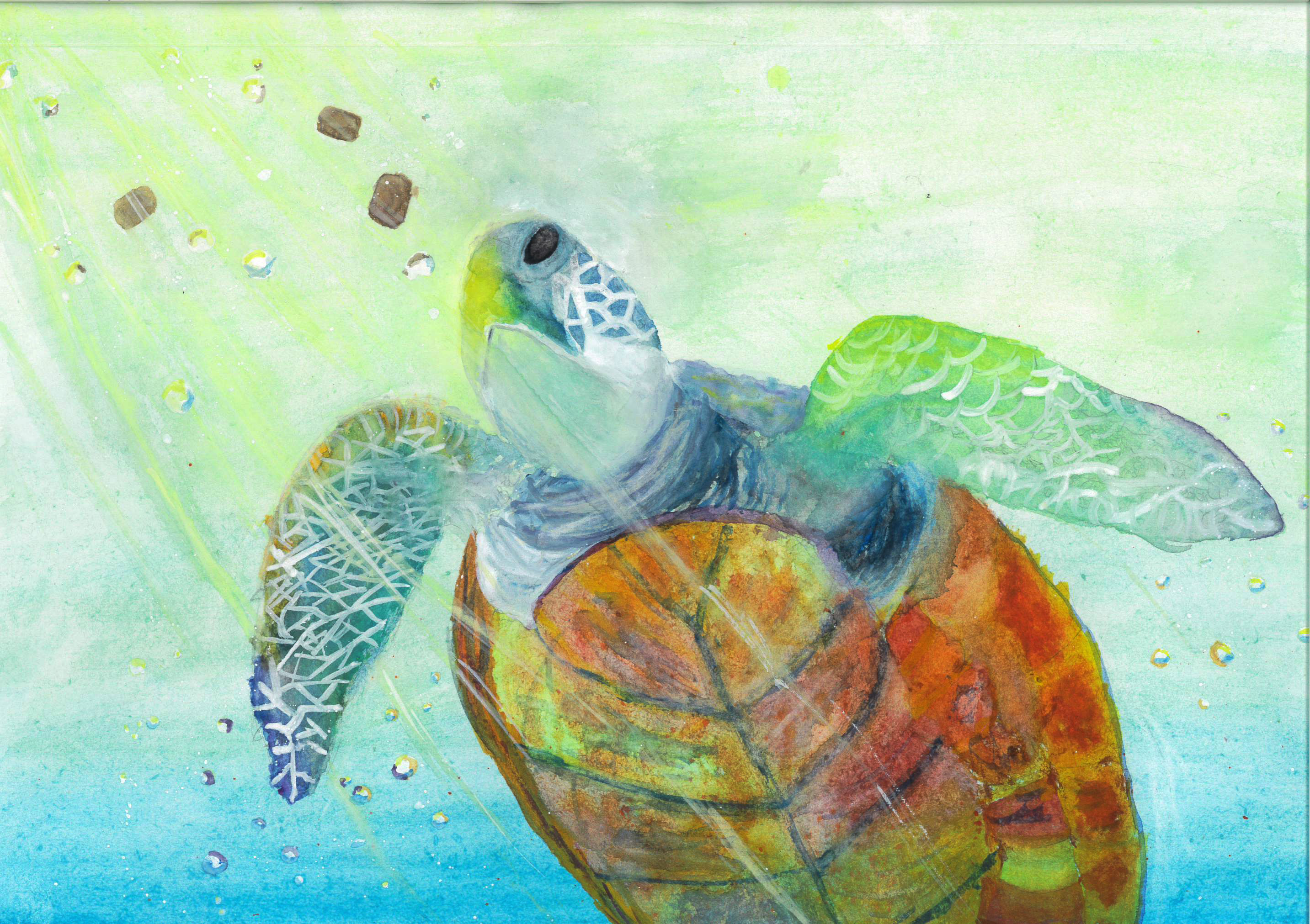 ウミガメおえかきコンテスト2024 | ウミガメおえかきコンテスト2024