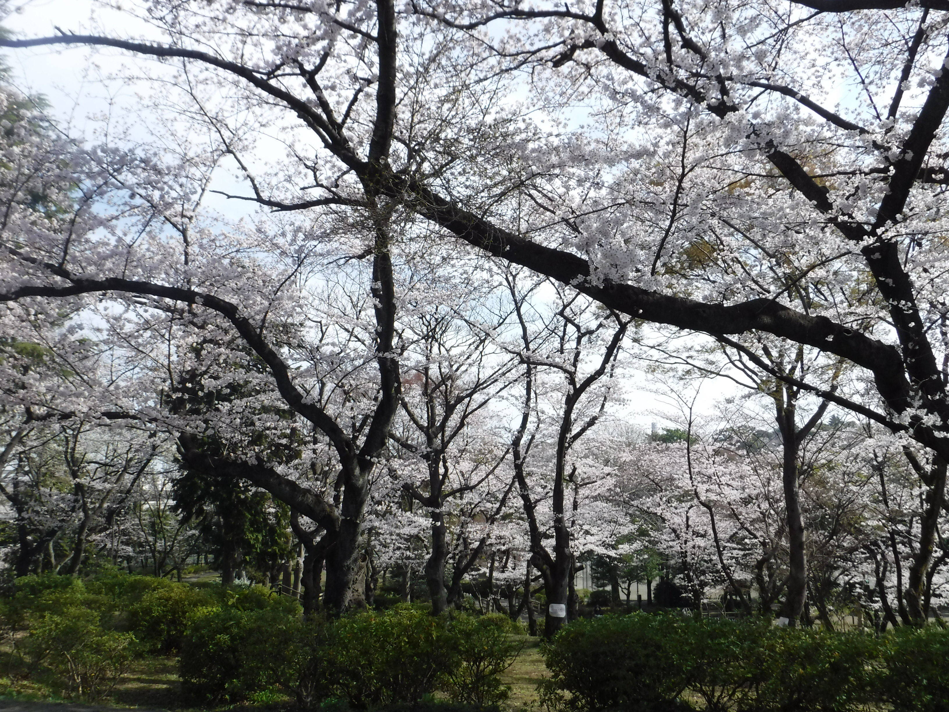 三ツ沢公園のサクラ開花情報|桜開花｜ブログ|三ツ沢公園公式サイト