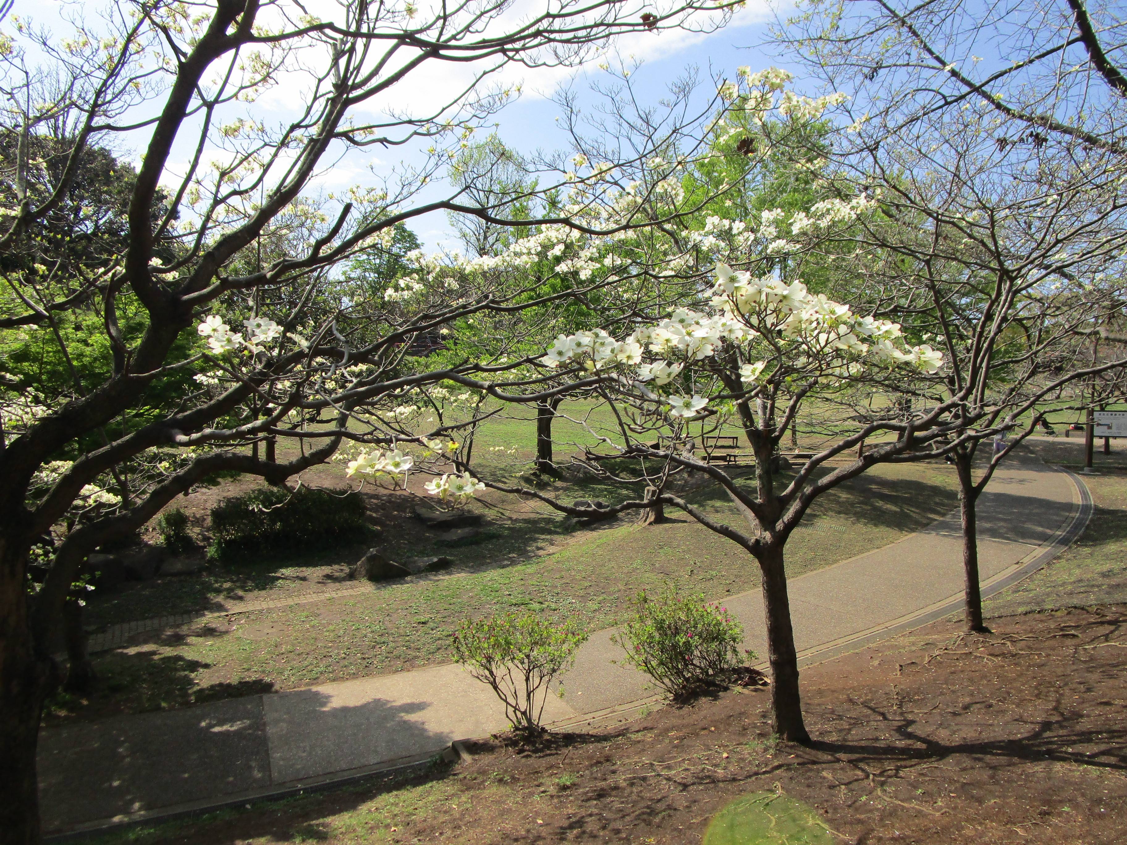 ハナミズキ(花水木)|｜ブログ|岸根公園公式サイト｜公益財団法人 横浜