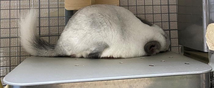 目次 ペットのクーラー公式サイト