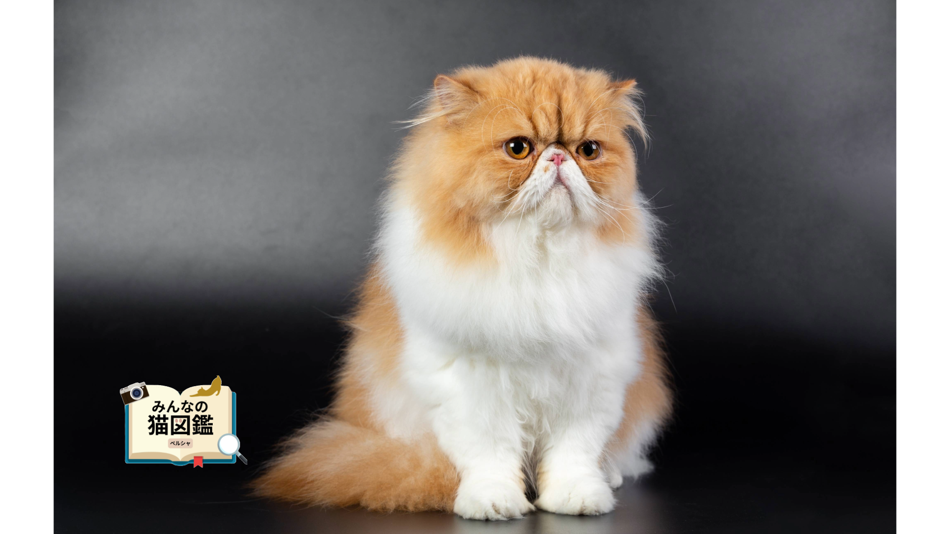 ペルシャ│歴史・かかりやすい病気・生活で気を付けたい点【獣医師監修