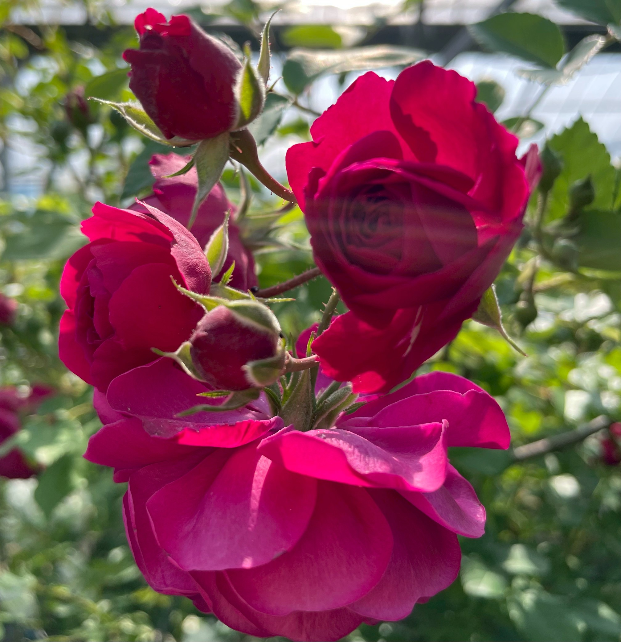 オールドローズつるバラ大苗 ホワイトドロシーパーキンス Herb&Rose