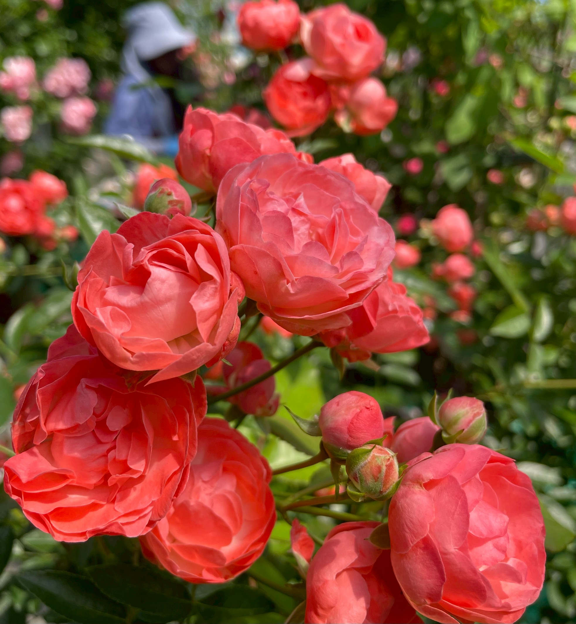 オールドローズ四季咲き大苗 マザーズデイ Herb&Rose バラ苗販売 商品