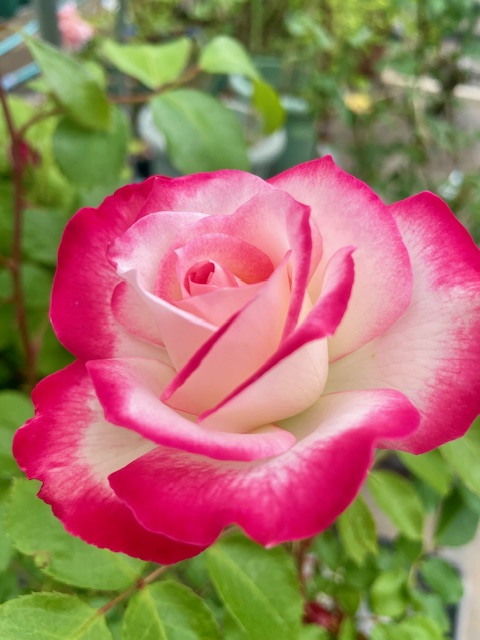 四季咲きバラ大苗 ロゼットデリジー Herb&Rose バラ苗販売 商品詳細