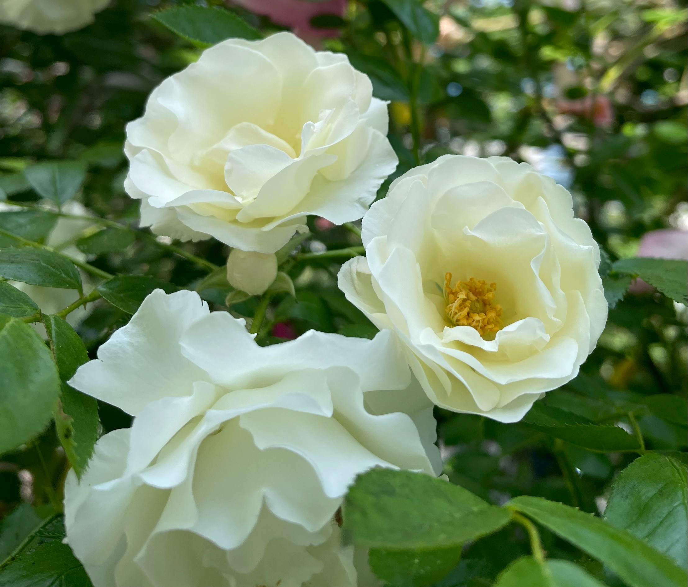 オールドローズ四季咲き強香大苗 ミセスダズリークロス Herb&Rose バラ