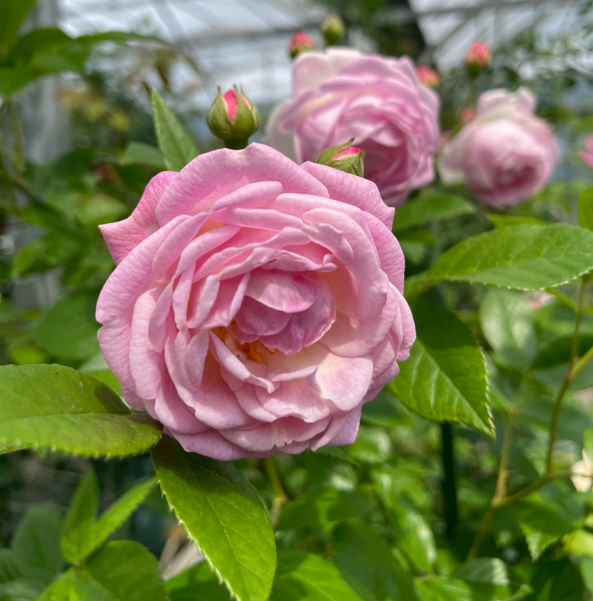 オールドローズ四季咲き強香大苗 ミセスダズリークロス Herb&Rose バラ