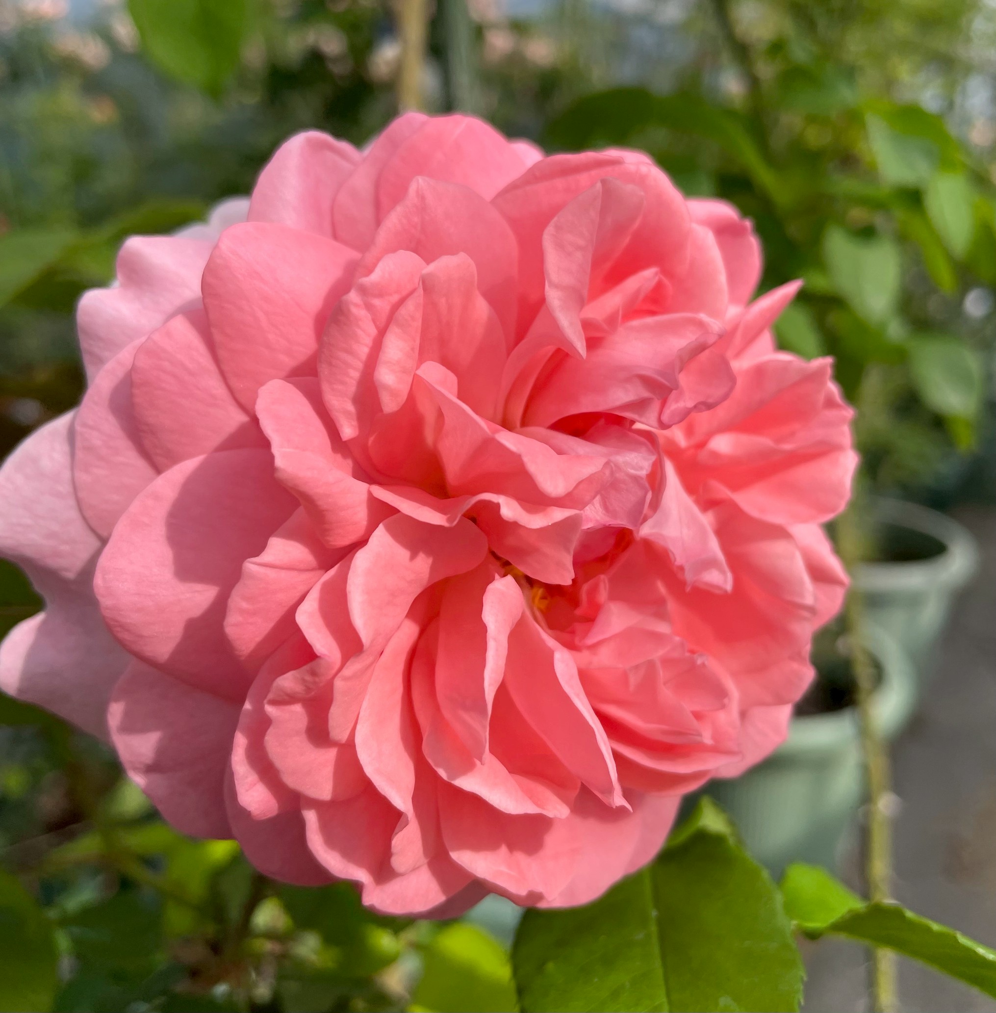 廃盤イングリッシュローズ大苗 ラジオタイムズ Herb&Rose バラ苗販売