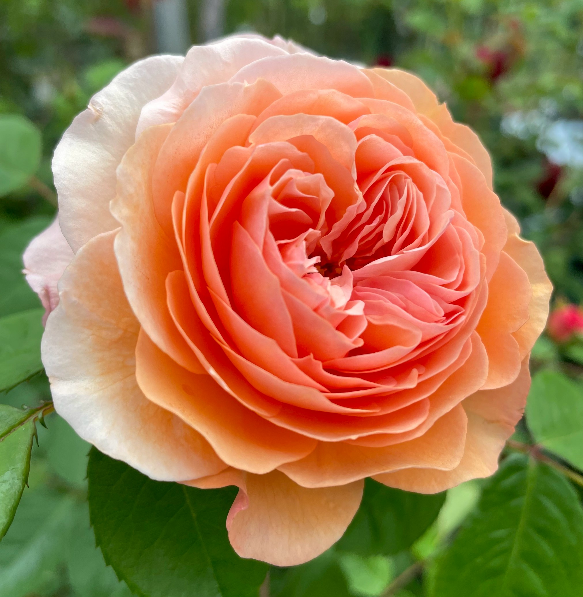 廃盤イングリッシュローズ大苗リアンダー Herb&Rose バラ苗販売 商品