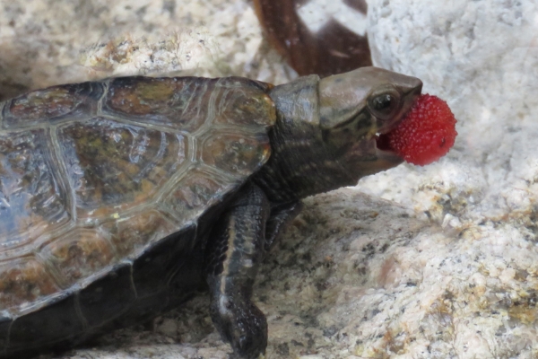 カメさんひろば | 兵庫県立尼崎の森中央緑地