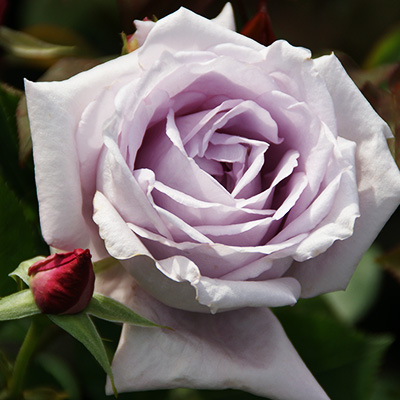 相原バラ園 / ブルー・ムーン（HT）【大苗】