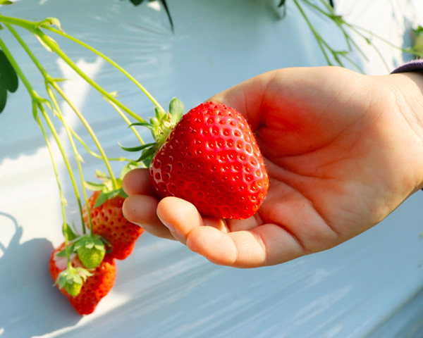 いちご狩り詳細 | いちご狩り | いちごの里 すずき農園