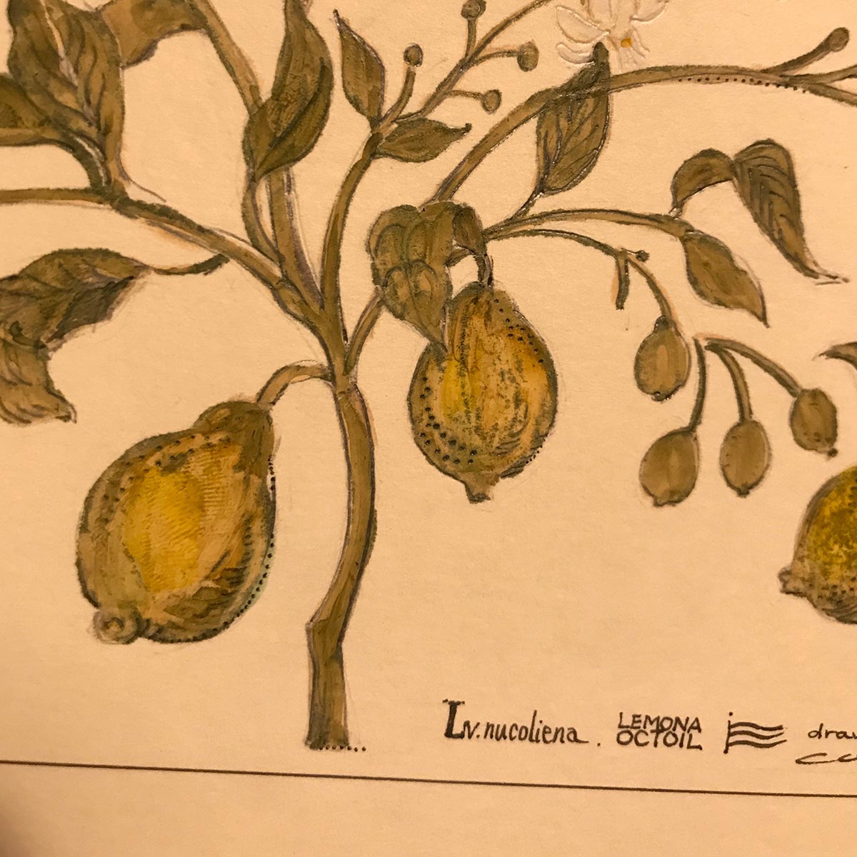 Interview with coricci｜IDEE SHOP Online