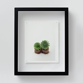 定番品】 アンリ・マティス 「低木」ブラックフレーム｜ポスター｜IDEE