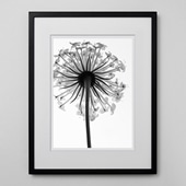 定番品】 アンリ・マティス 「低木」ブラックフレーム｜ポスター｜IDEE