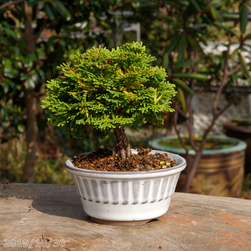 山野草の石田精華園 / 連山桧 3号（9cm） 【盆栽素材 小品盆栽 ミニ