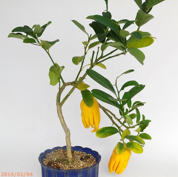 山野草の石田精華園 / 【現品No.6795】 仏手柑 (ブッシュカン) 樹高