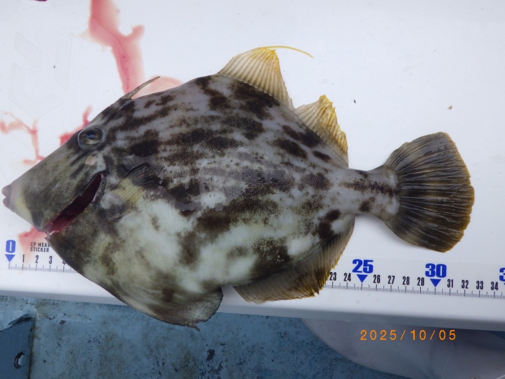 第八・【伊良湖沖カワハギ爆釣】最大32cmジャンボ登場！ | カワハギ