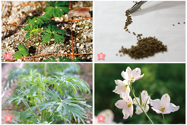 伊予を咲かせる人 さくらひめ開発者 廣瀬由紀夫さん｜iyomemo（いよめも）