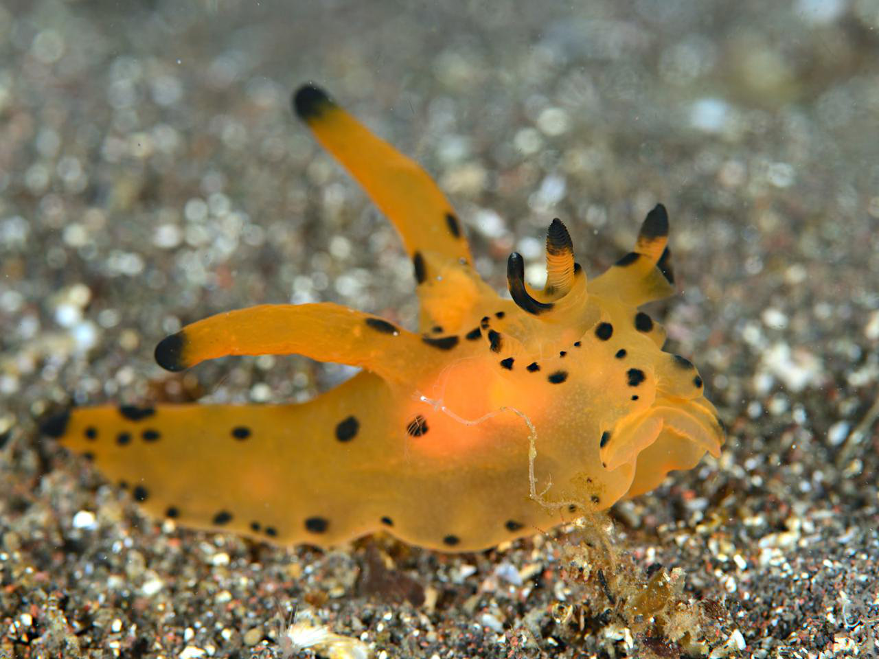 カンナツノザヤウミウシ - Izuzuki海の生き物大図鑑(笑)