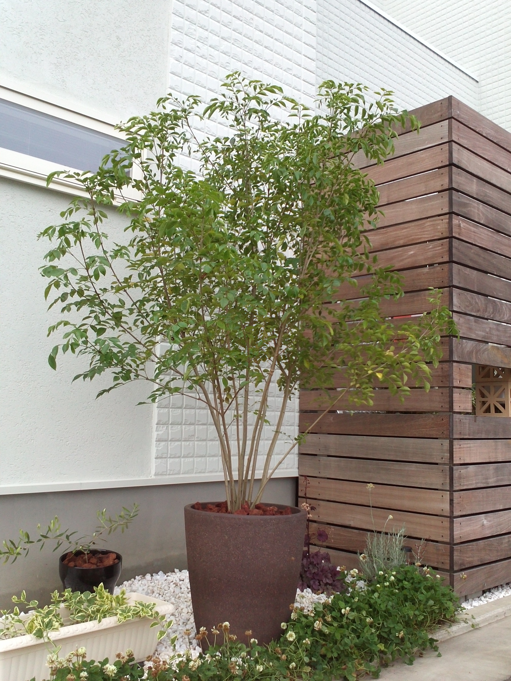 シマトネリコ 株立 高さ約1.8m