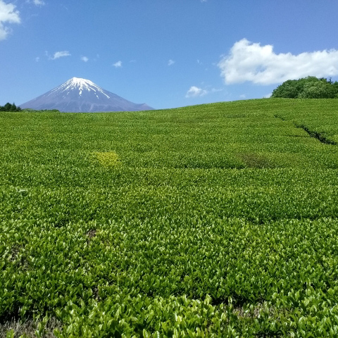 エーコープ銘茶 | JA相模原市
