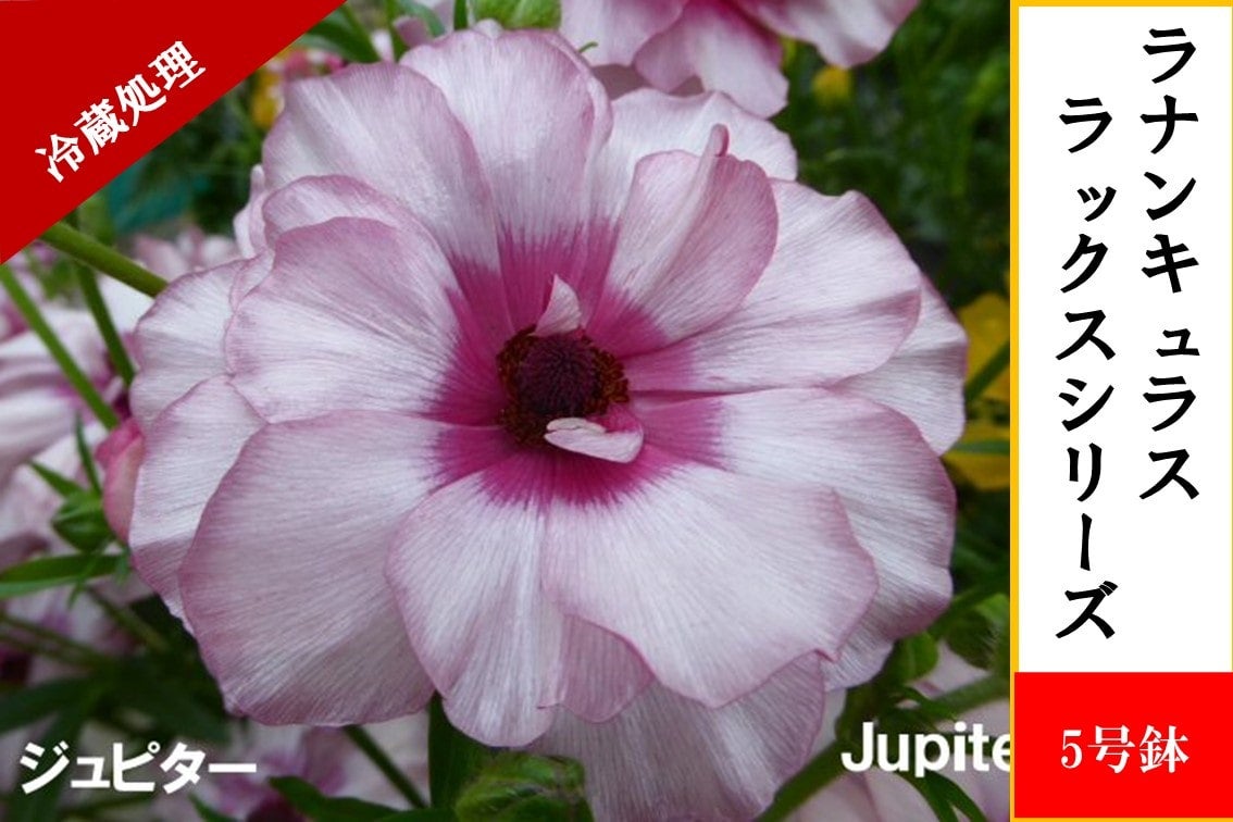 ラナンキュラス ラックスシリーズ【ジュピター】5号鉢（冷蔵処理