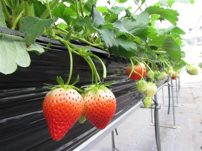 岐阜いちご「華かがり」ご家庭用 (8粒～12粒)×2パック): 飛騨・美濃