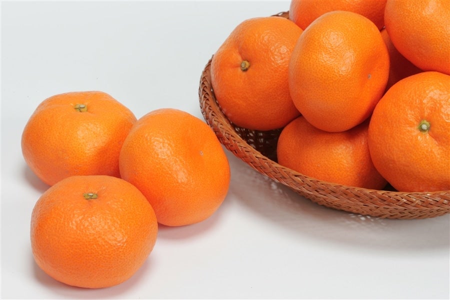 三ヶ日青島みかん（優品）2L 7kg JAみっかび: しずおか『手しお屋