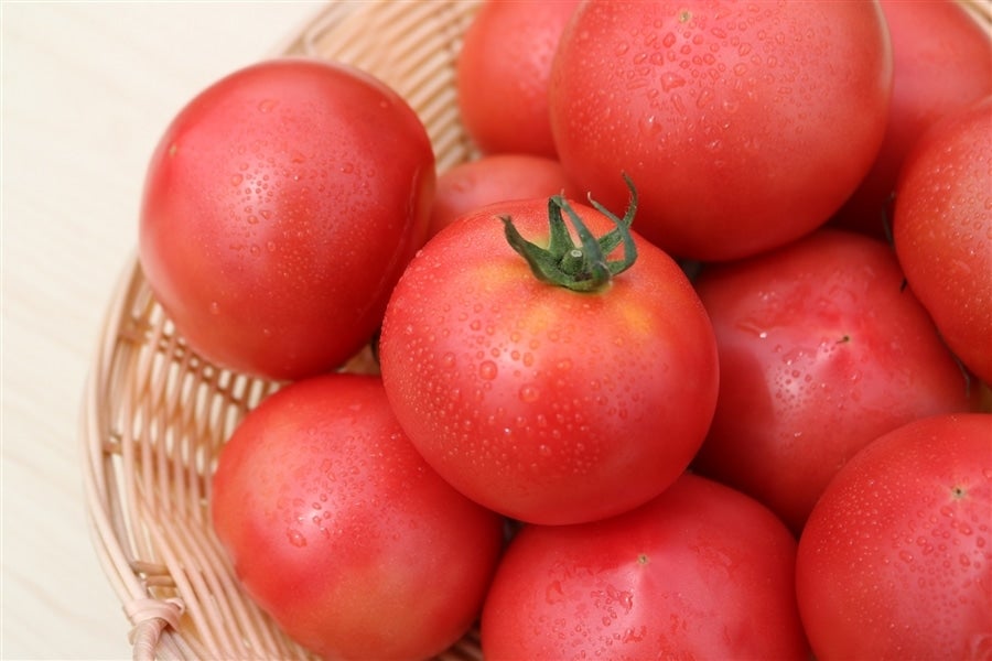 産地直送！鮮度抜群！大玉の「エコラブトマト」約4kg（20～24玉