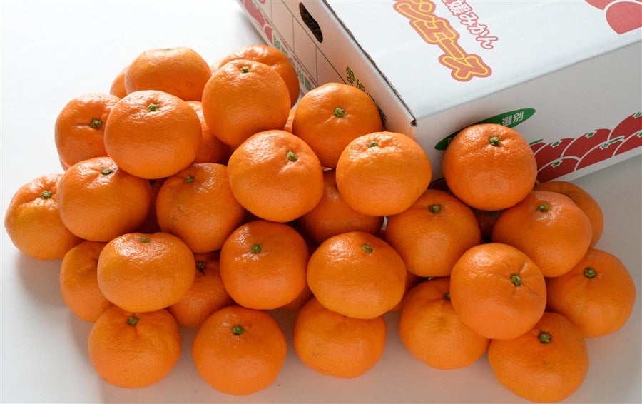 SA－4】特選温州みかん「サンエース」約4kg（秀S～L） JAおち