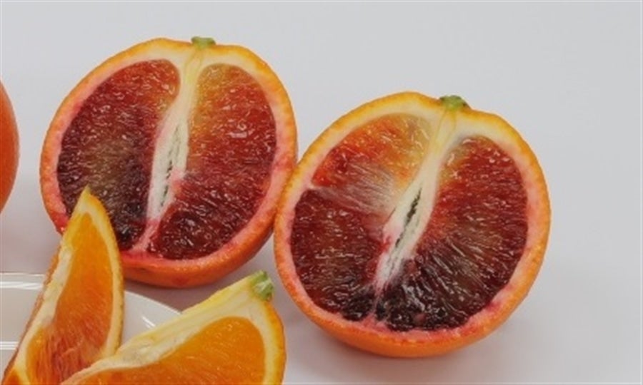 しまなみ育ちの「タロッコ」（ブラッドオレンジ）約5kg（M～L