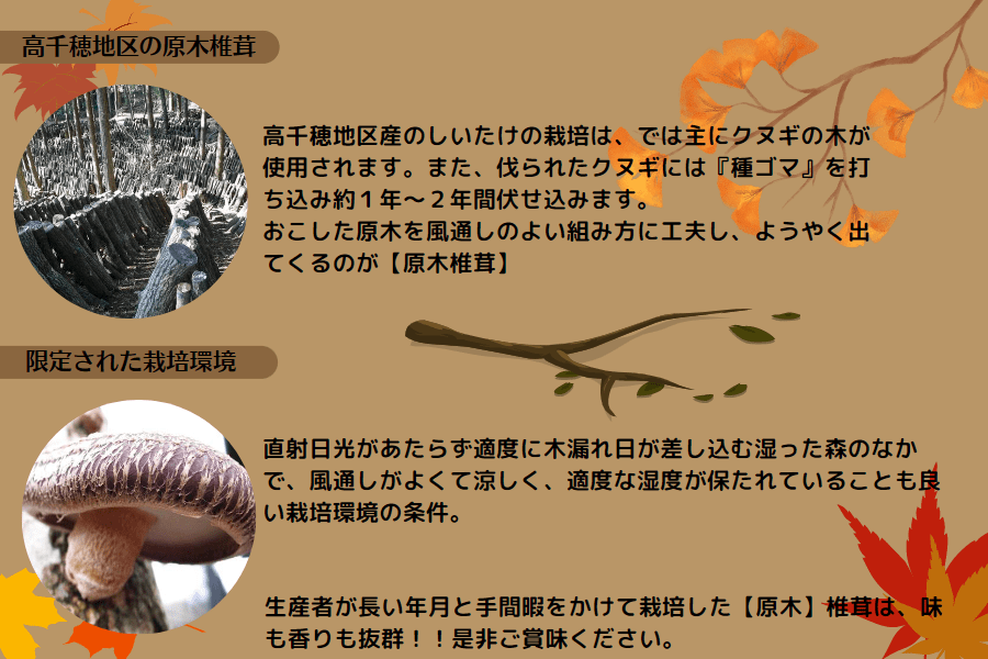 乾燥椎茸 徳用 200g: JAみやざき高千穂直販|【JAタウン】産地直送