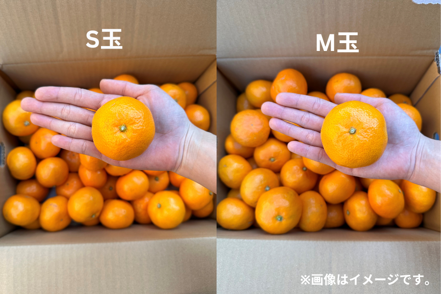 2025年10月予約開始予定】◎JAみなみ筑後 山川みかん『マイルド130』M