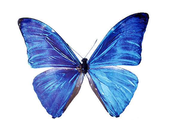 モルフォチョウなどその他チョウとガの仲間／世界の珍奇・美麗昆虫