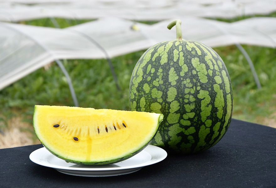 スイカのトラック市のご案内！ - お知らせ｜JAあいち中央