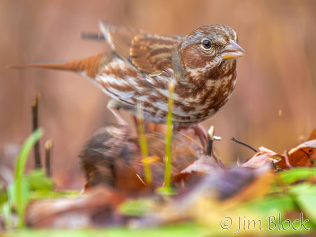 Fox Sparrow - Jim Block Photography