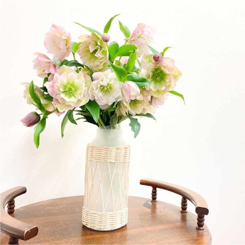 クリスマスローズ 伊勢みやび シリーズ］ 赤塚植物園オリジナル品種の