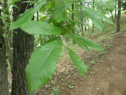 樹木図鑑(クヌギ)