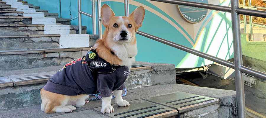 ペットと一緒に楽しむ | 箱根 十国峠パノラマケーブルカー