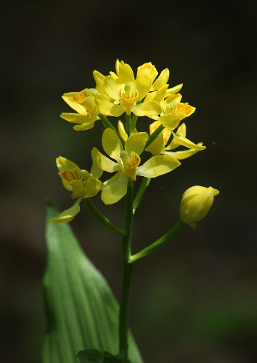 四季の山野草（キンラン）
