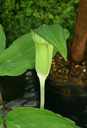 四季の山野草（ヒトツバテンナンショウ）