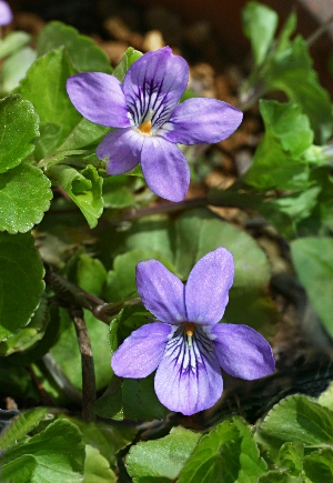 四季の山野草（オオタチツボスミレ）