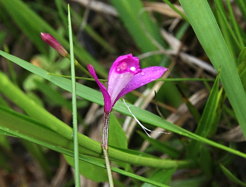 四季の山野草（サワラン）