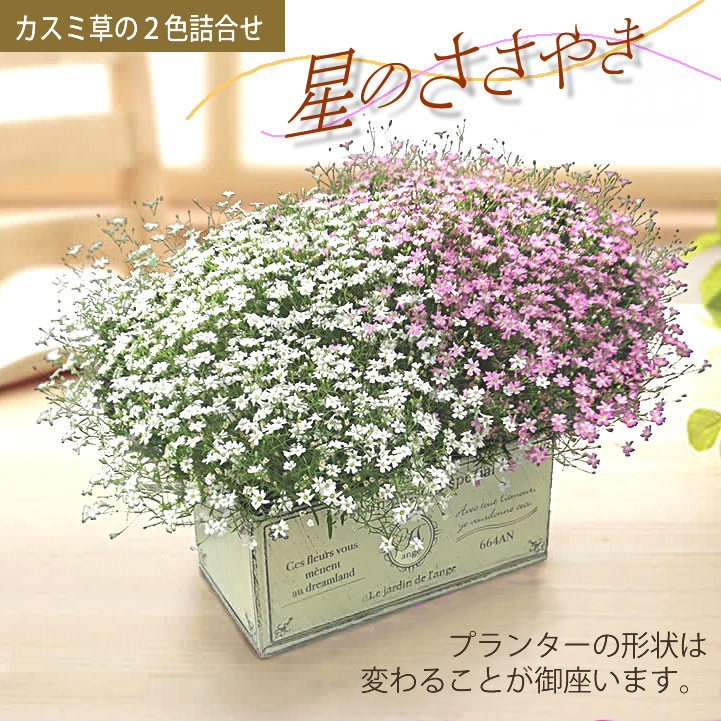 カスミ草2色詰合せ「星のささやき」、母の日のギフト用鉢植えのお花