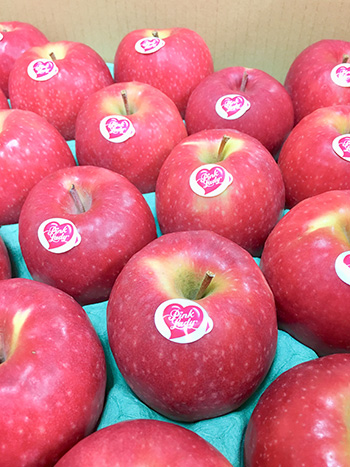 送料無料】りんご ピンクレディー 約2.8kg