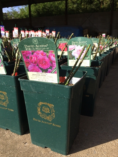 ザ・ミル・オン・ザ・フロス（Austulliver）（大苗）7号鉢植え