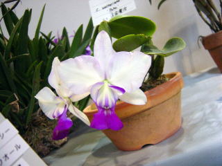 洋らん展 in スパリゾートハワイアンズ カトレア