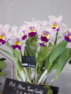 世界らん展日本大賞2002 カトレア 交配種 Japan Grand Prix