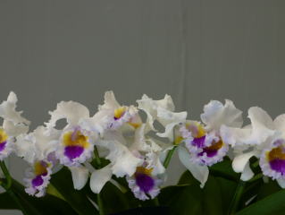 世界らん展日本大賞2004 カトレア原種 Japan Grand Prix