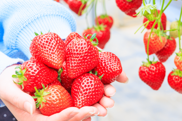蒲郡オレンジパーク/いちご狩り・メロン狩り・ぶどう狩り・みかん狩り